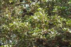 Manilkara roxburghiana